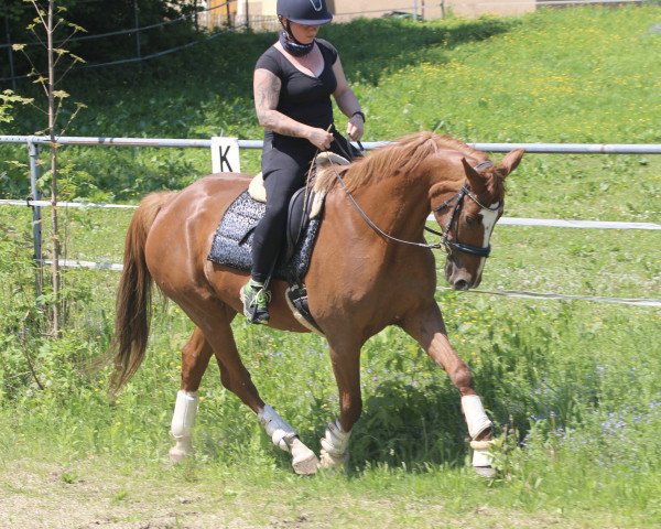 broodmare De Nira (Hanoverian, 2009, from De Niro)