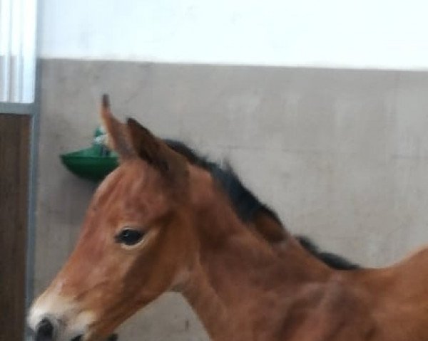 Springpferd DARRY LOU Z (Zangersheide Reitpferd, 2022, von Dourkhan Hero Z)