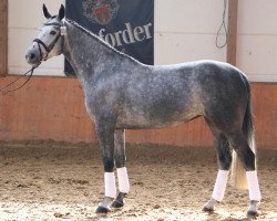 broodmare Dia Diamond (Oldenburg, 2009, from Diarado)