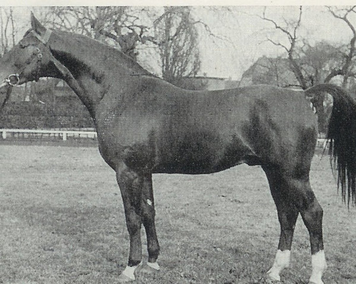 Deckhengst Seeloewe (Hannoveraner, 1961, von Sender)