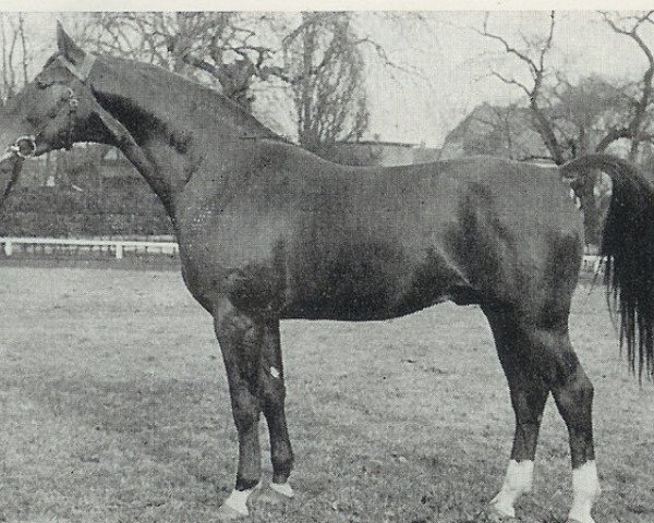 stallion Seeloewe (Hanoverian, 1961, from Sender)