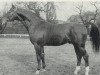 stallion Seeloewe (Hanoverian, 1961, from Sender)