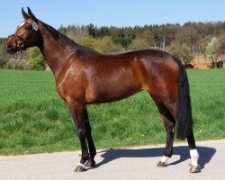 dressage horse Dream Girl (Bavarian, 2009, from Locksley III)