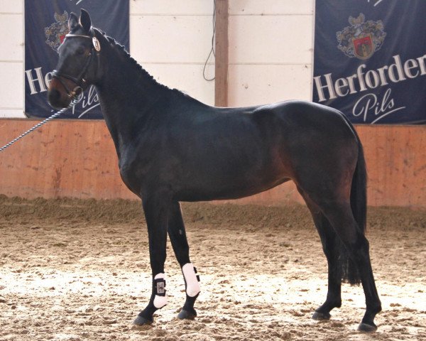 broodmare Contessa (Hanoverian, 2009, from Contendro I)