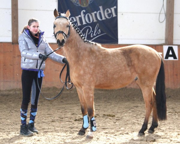 jumper Classic Dream (German Riding Pony, 2009, from Classic Dancer I)
