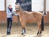 Springpferd Classic Dream (Deutsches Reitpony, 2009, von Classic Dancer I)