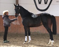 Springpferd Colonel K (Westfale, 2010, von Coronas 2)