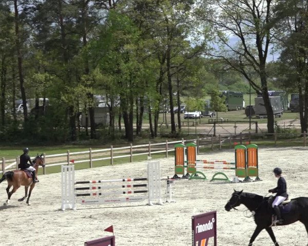 Reitturnier Westergellersen 2022