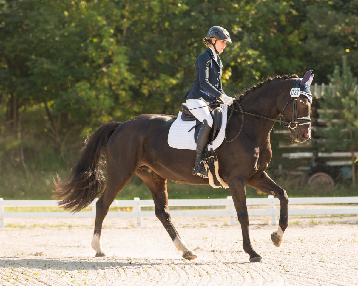 broodmare Elfe (Oldenburg, 2002, from Fürst Heinrich)