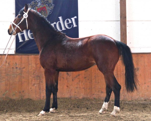 dressage horse Soames (Westphalian, 2010, from Sir Donnerhall I)