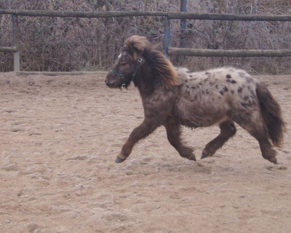 stallion Calle Cool vom Kueckenmoor (Dt.Part-bred Shetland pony,  , from Caligula)