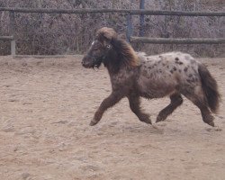 horse Calle Cool vom Kueckenmoor (Dt.Part-bred Shetland Pony, from Caligula)