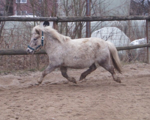 broodmare Corona D (Dt.Part-bred Shetland pony, 2006, from Oakley)