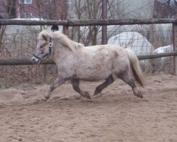 Zuchtstute Corona D (Dt.Part-bred Shetland Pony, 2006, von Oakley)