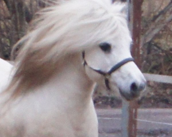 Deckhengst Furinus (Shetland Pony, 1996, von Fury v.d. Tolberg)