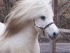 Deckhengst Furinus (Shetland Pony, 1996, von Fury v.d. Tolberg)