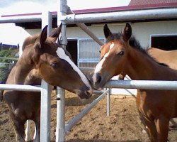 broodmare Good Feeling 8 (Bavarian, 2010, from Chat qui Rit de L)