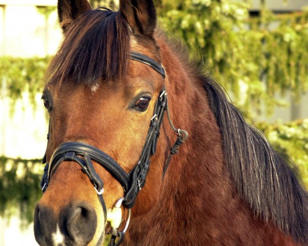 horse Nashville 13 (German Riding Pony, 1985, from Nordcap)
