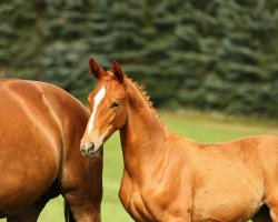 broodmare Wolkenstürmerin (Hanoverian, 2012, from Wolkenstein II)