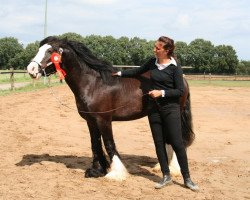 Deckhengst Jan van Sommelsdijk (Tinker / Irish Cob / Gypsy Vanner, 2008, von Billy The Kid)