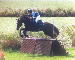 jumper Charmeur (German Sport Horse, 2005, from Charon)