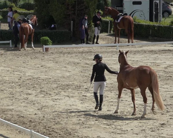 Reitturnier Bornheim-Widdig 2022