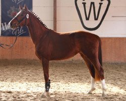 broodmare Safira RR (Westphalian, 2010, from Sir Donnerhall I)