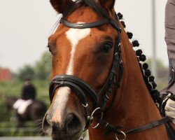 broodmare Atlanta (Hanoverian, 1990, from Akzent II)