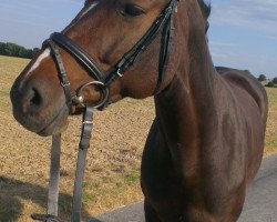 broodmare Campina B (Westphalian, 2004, from Couleur Rubin)