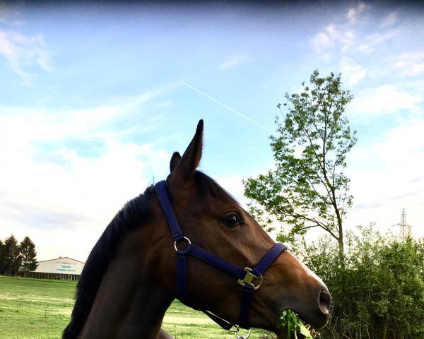 broodmare Quilana DP (Swiss Warmblood, 2019, from Quality 9)