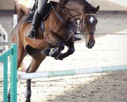 jumper Boston (KWPN (Royal Dutch Sporthorse), 2006, from Oklund)