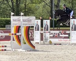 jumper High Roller 3 (Hanoverian, 2017, from Hickstead White)