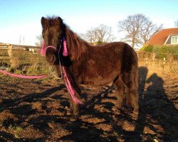 broodmare Carlotta vom Kueckenmoor (Dt.Part-bred Shetland pony, 2011, from Caligula)