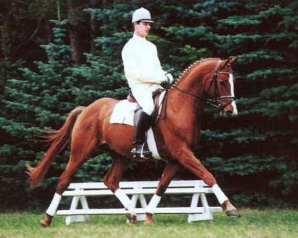 dressage horse Wonderland 12 (Hanoverian, 1997, from Weltmeyer)