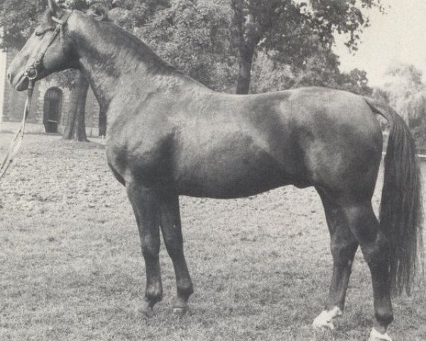 stallion Diomed (Hanoverian, 1965, from Duden II)