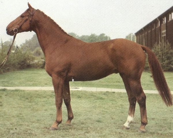 stallion Eistanz (Hanoverian, 1977, from Eisenherz I)