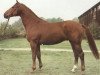 stallion Eistanz (Hanoverian, 1977, from Eisenherz I)