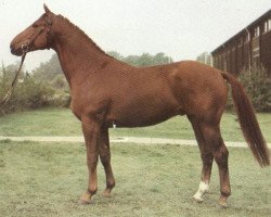 stallion Eistanz (Hanoverian, 1977, from Eisenherz I)