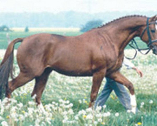 stallion Prince Orac xx (Thoroughbred, 1983, from Good Times xx)