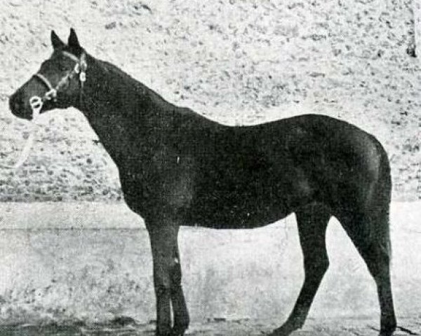 stallion The Mac Nab xx (Thoroughbred, 1926, from Abbots Trace xx)