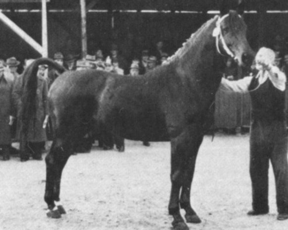 Deckhengst Condor AN (Anglo-Normanne, 1946, von Foudroyant II xx)