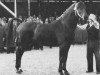 stallion Condor AN (Anglo-Norman, 1946, from Foudroyant II xx)