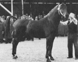 Deckhengst Condor AN (Anglo-Normanne, 1946, von Foudroyant II xx)