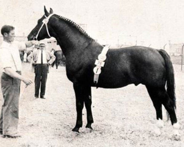 horse Chronist (Oldenburg, 1955, from Condor AN)
