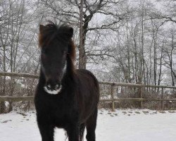 stallion Old Scotch vom Hamfeldsberg (Shetland Pony, 2011, from Old Chap)