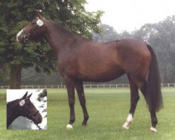 broodmare Fortuna (Oldenburg, 1971, from Marlon xx)