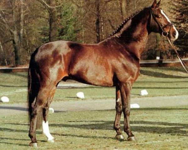 stallion Pik Solo (Oldenburg, 1982, from Pik Bube I)