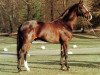 horse Pik Solo (Oldenburg, 1982, from Pik Bube I)