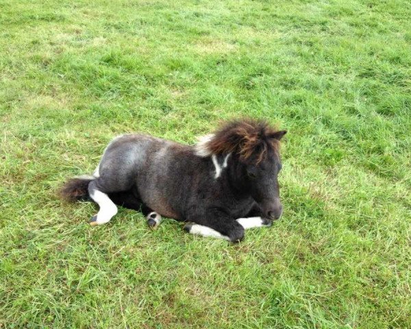 dressage horse Old Whisky (Shetland Pony, 2012, from Old Chap)