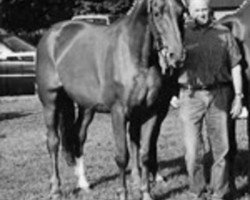 broodmare Sangrita (Hanoverian, 1976, from Sender)